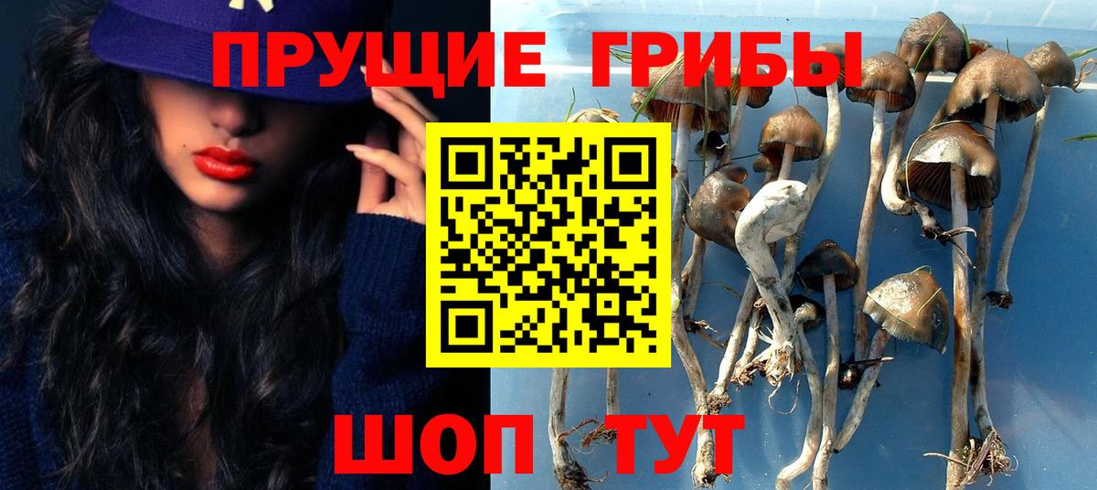 Псилоцибиновые грибы Psilocybe Бийск